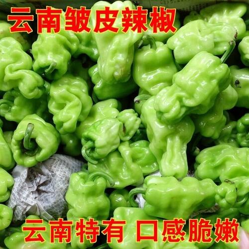 皱皮辣椒云南特有青椒搭配炒菌