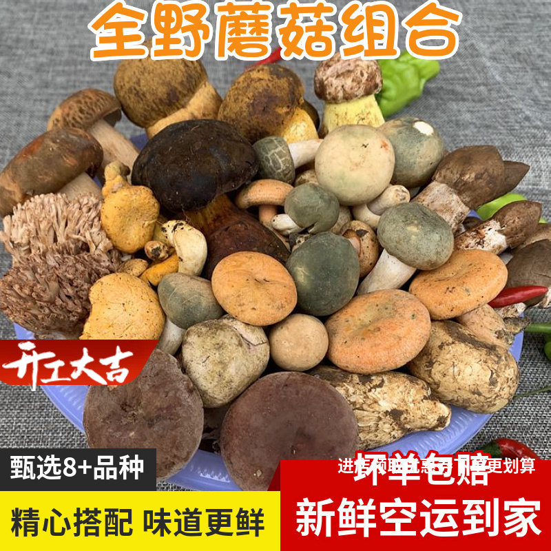 新鲜野生菌组合蘑菇500g牛肝杂菌云南菌子谷熟松茸青头鸡枞见手青