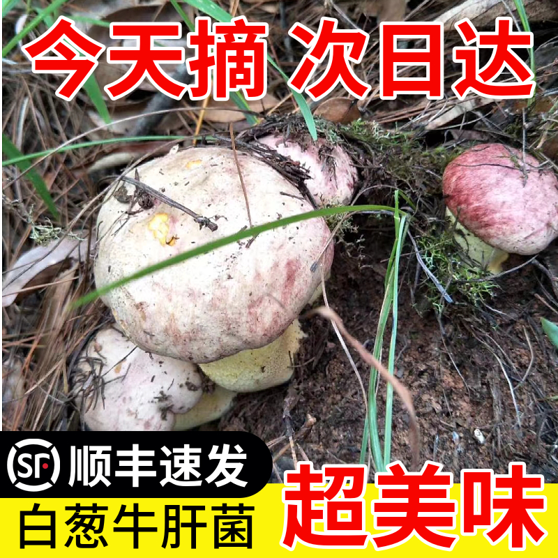 新鲜野生白葱牛肝菌500g云南菌子