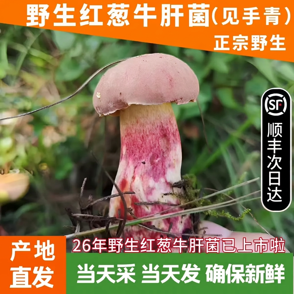 现货新鲜红葱牛肝菌500g黑黄白葱兰茂云南野生菌子变色蘑菇见手青