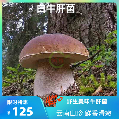 新鲜白牛肝菌云南野生美味蘑菇