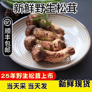 現(xiàn)貨新鮮野生松茸500克7 9cm云南香格里拉大松茸非干貨野生松茸菌