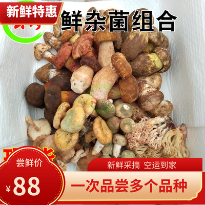 现货新鲜野生菌组合蘑菇2斤松茸羊肚牛肝 云南山珍见手青鸡枞菌子