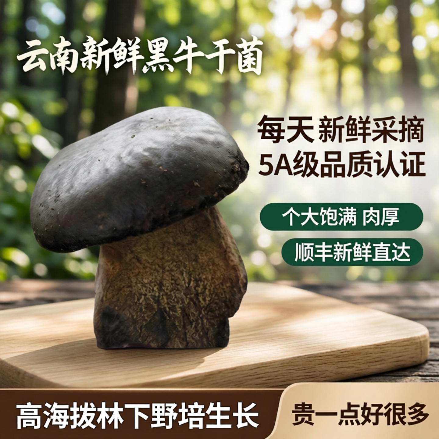 新鲜黑牛肝菌500g云南见手青蘑菇食用菌野生菌5A黄黑白红牛肝菌子