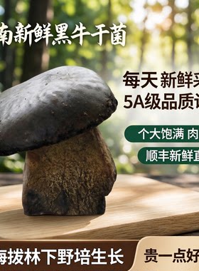 云南新鲜5A黑牛肝菌见手青产地发