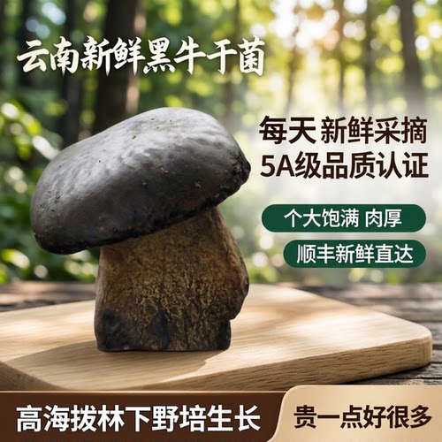 云南新鲜5A黑牛肝菌见手青产地发