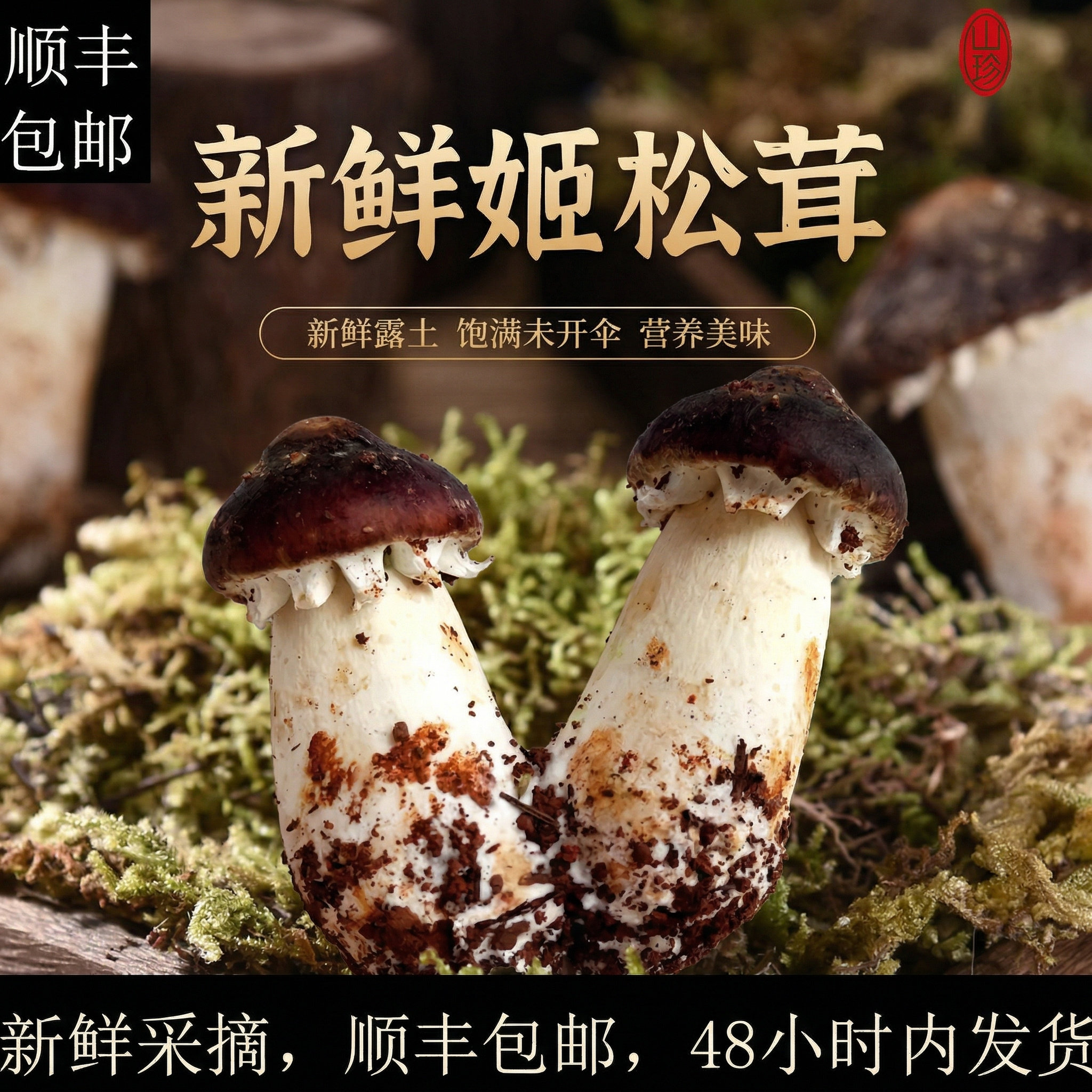 精选新鲜姬松茸1000g香格里拉图片