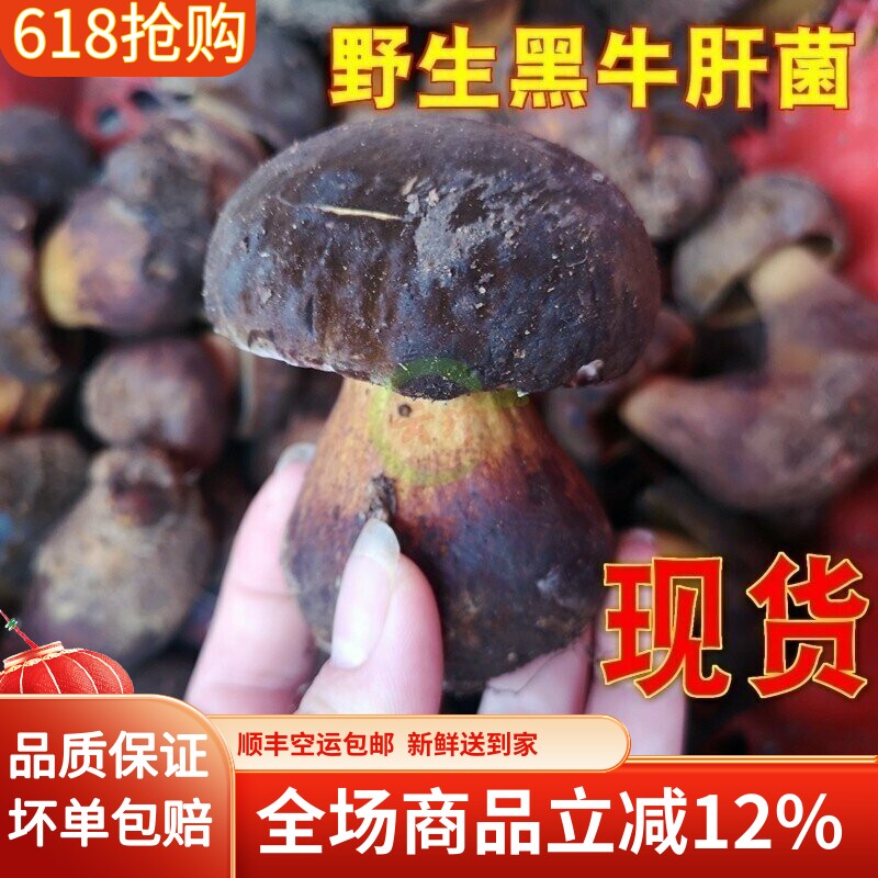 新鲜野生黑牛肝菌2斤野生见手青