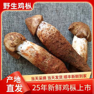 2025年現(xiàn)貨新鮮野生雞樅菌500g雞縱云南野生菌特產(chǎn)鮮火把菌雞棕菌