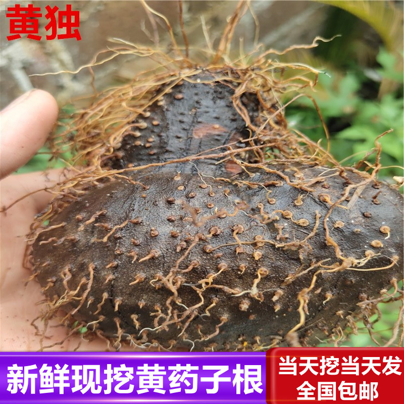 非种植药材新鲜黄药子 薯莨 血三七 朱砂莲 黄独 黄药子根 500克