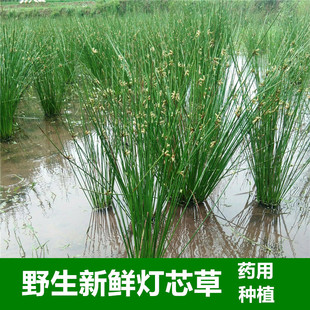 灯心草苗水葱草灯芯草苗盆栽植物龙须草苗中药材带根花苗