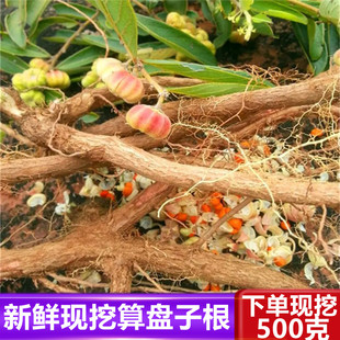 新鲜深山现挖药材算盘子根南瓜根馒头果算盘珠漆大姑纯5OOg包邮