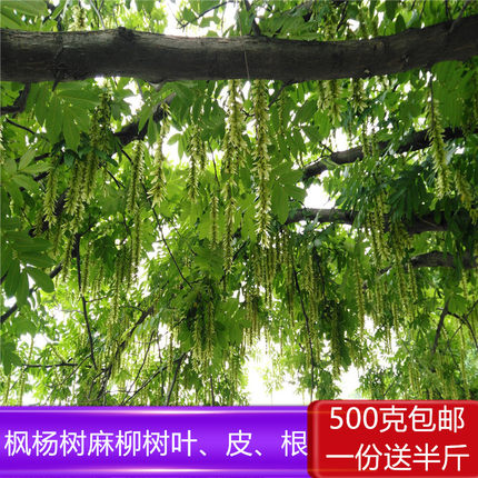 野枫杨树叶子枫杨树根麻柳树叶枫杨树皮麻柳树皮麻柳根中药材