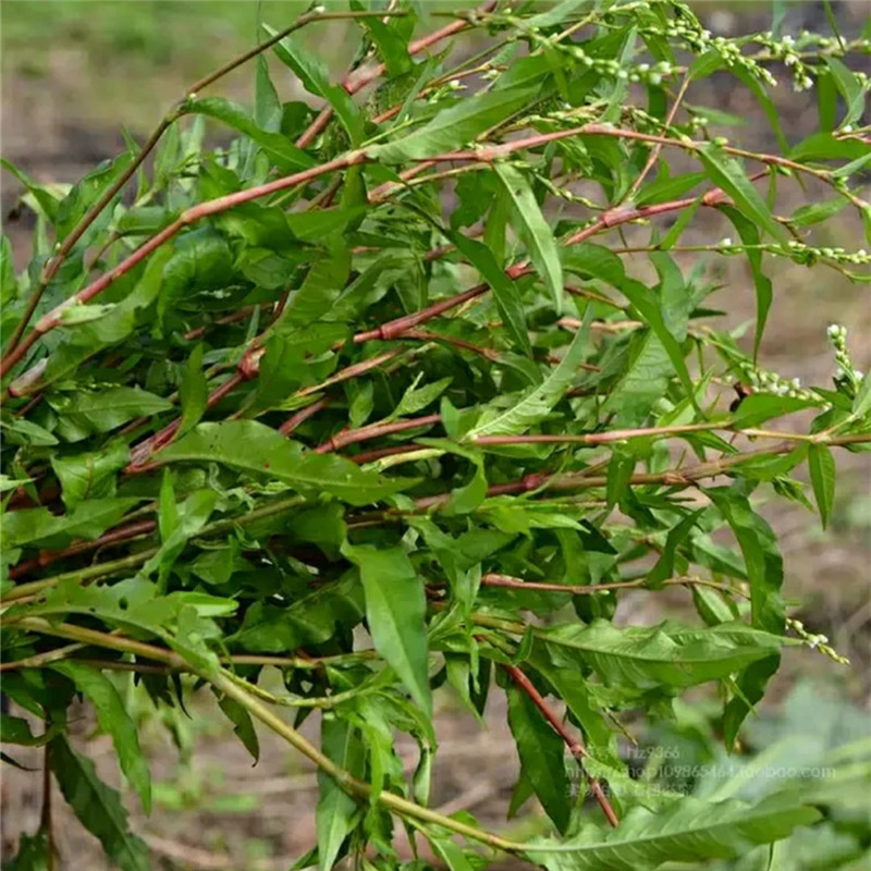 新鲜红辣蓼草 红花辣蓼500g包邮现采现发 蓼子草 水蓼辣酒曲