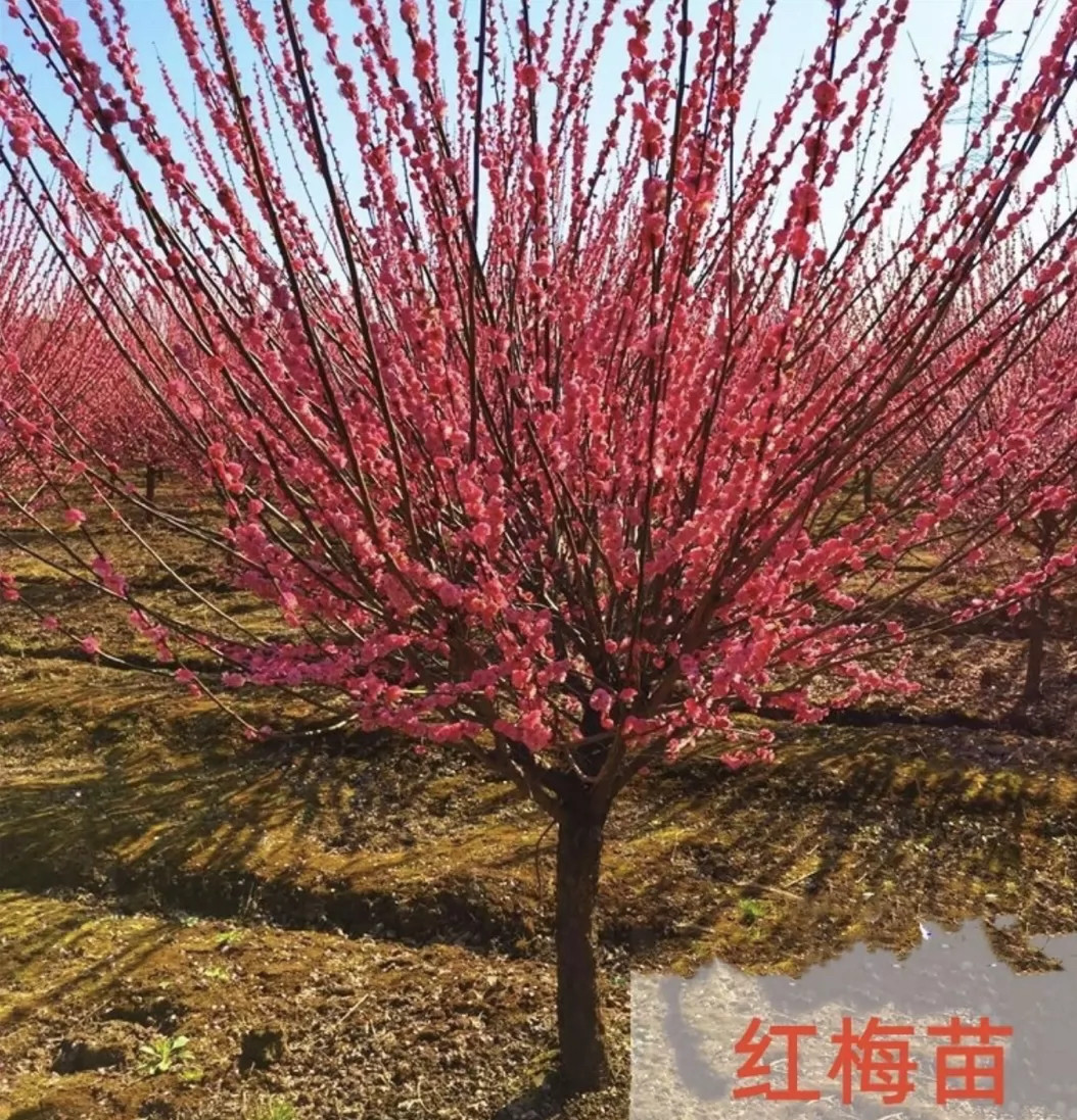 梅花盆栽腊梅花植物 室内 好养