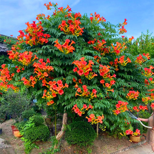 美国凌霄多花攀爬炮仗花苗喇叭花阳台庭院花园耐寒爬藤植物盆栽