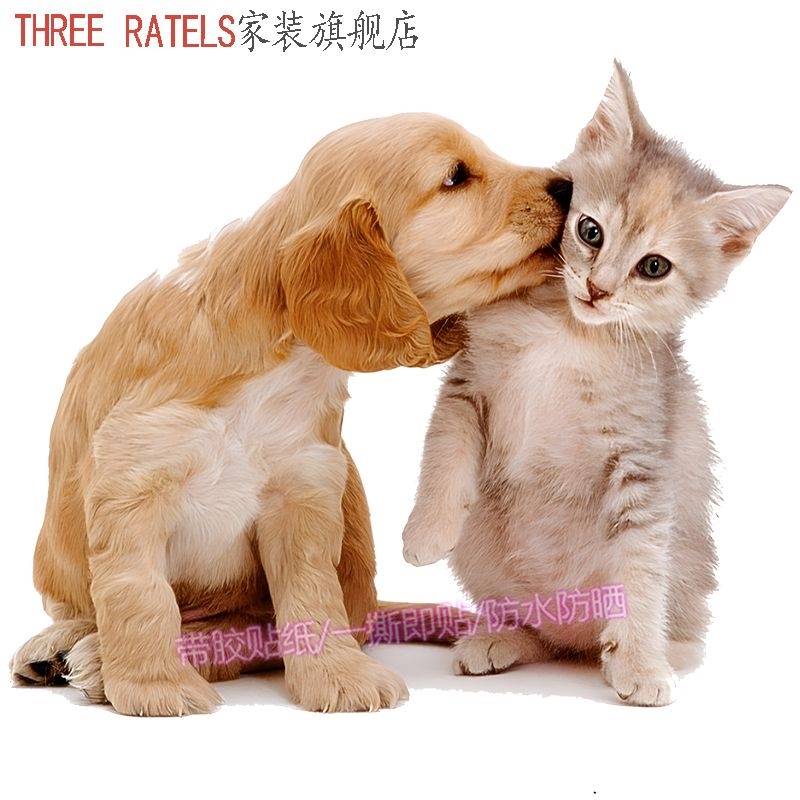 可爱猫咪狗狗贴画贴墙冰箱玻璃门家居墙上布置宠物室内装饰画贴纸图片