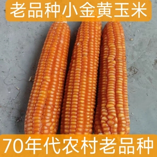食用老品种小金黄玉米粒干棒子传统非转农家贵州包谷子粗粮杂粮