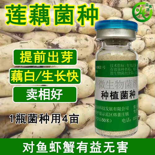 益富源莲藕菌种藕节粗白长势旺
