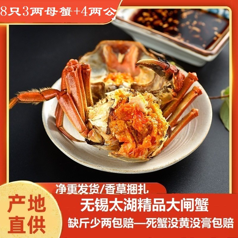 【活蟹】净重特大全母3两全公4两8只鲜活螃蟹精品太湖大闸蟹礼盒