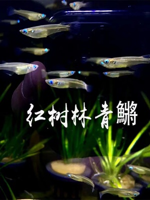 正宗桂系青鳉蓝眼灯群游易养免打氧原生鱼除油膜原生青鳉鱼灯鱼