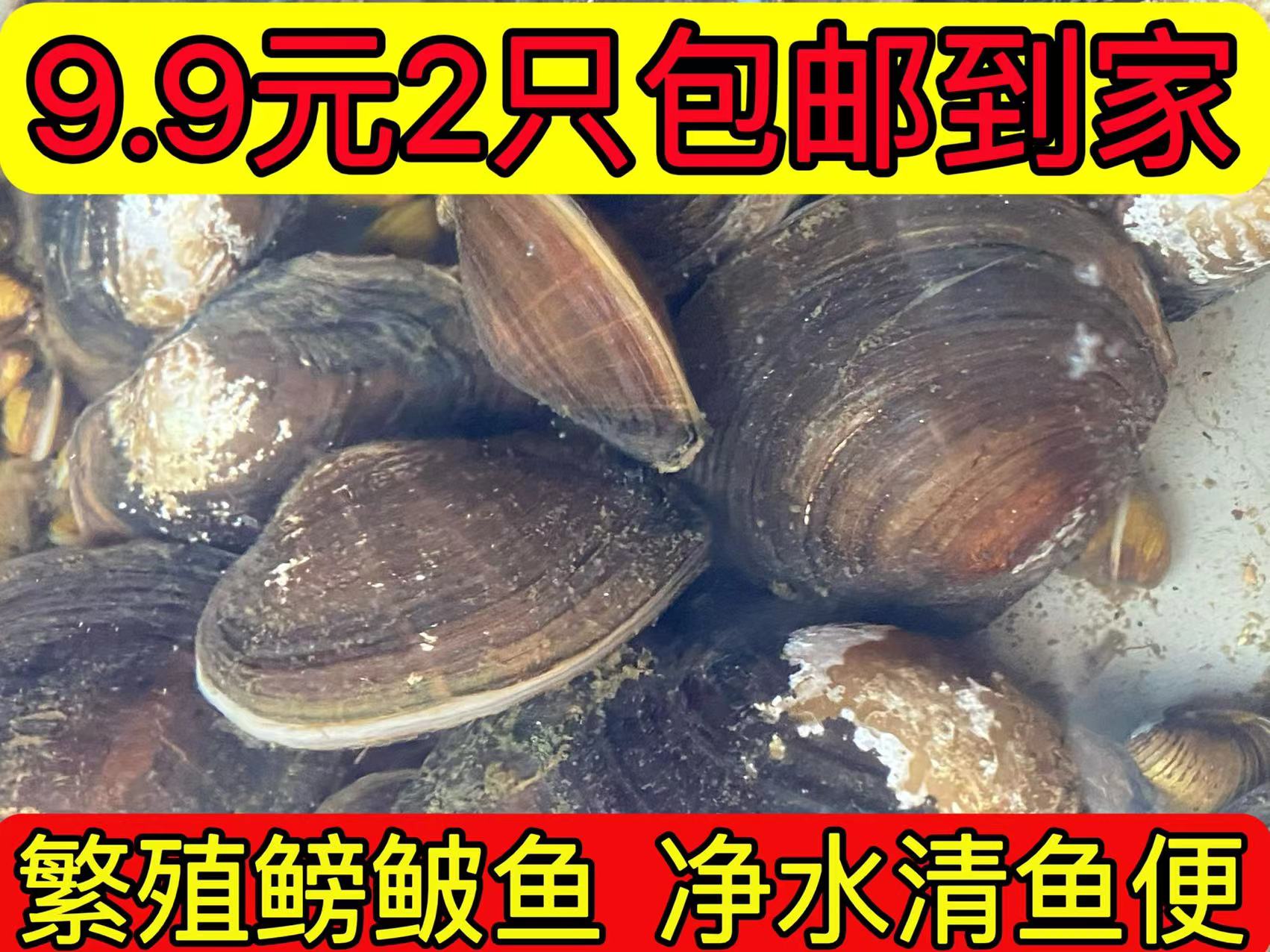 河蚌贝壳类鳑鲏鱼繁殖