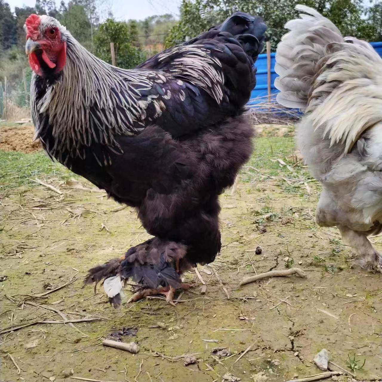 婆罗门鸡梵天鸡种蛋受精蛋可孵化观赏鸡宠物珍稀小鸡生态养殖散养