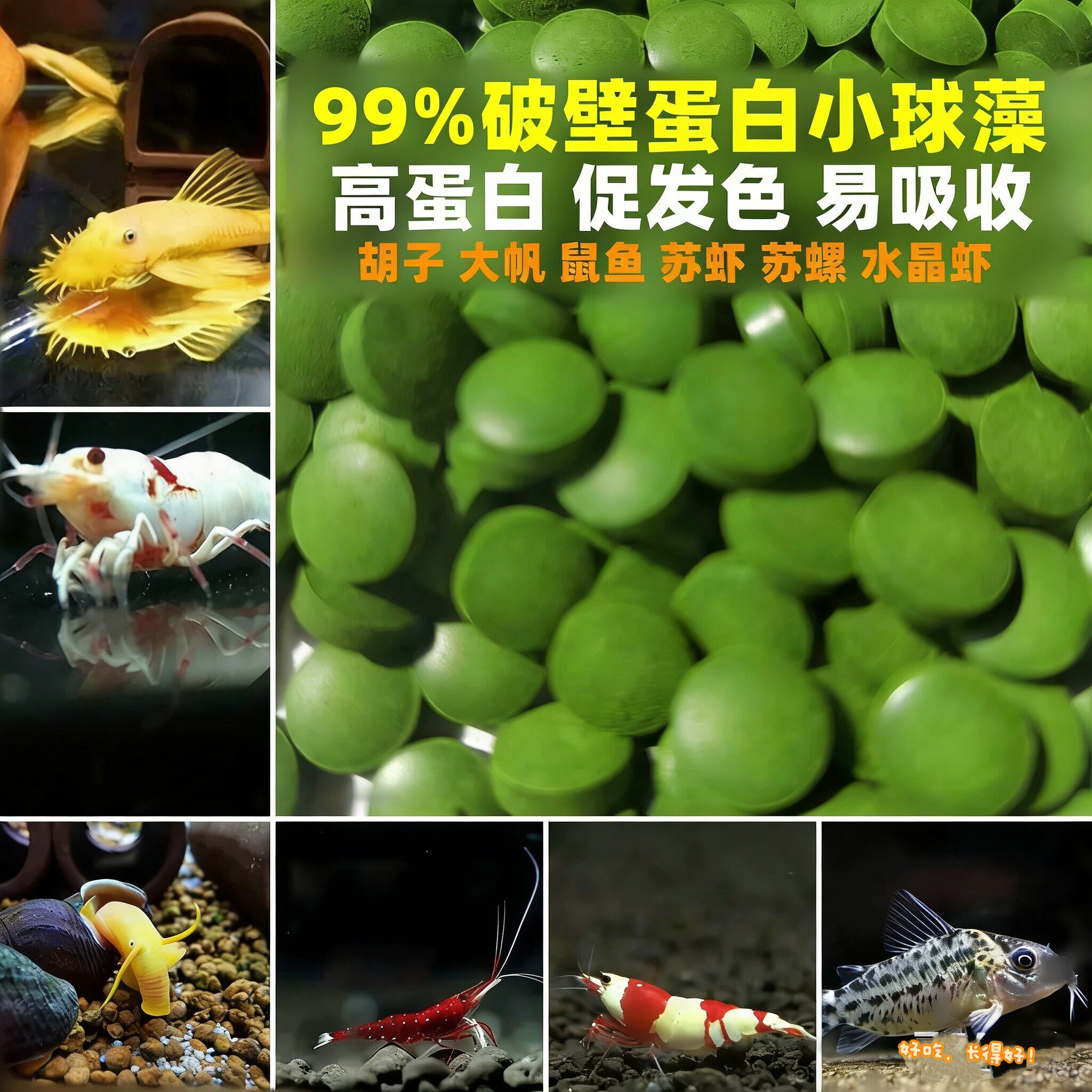 小球藻大帆水晶异型鱼食苏虾鼠鱼虾虾粮底栖粮开口苏螺胡子鱼饲料