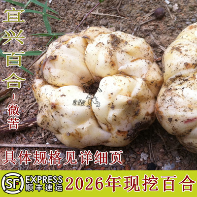2026年现挖新鲜宜兴百合