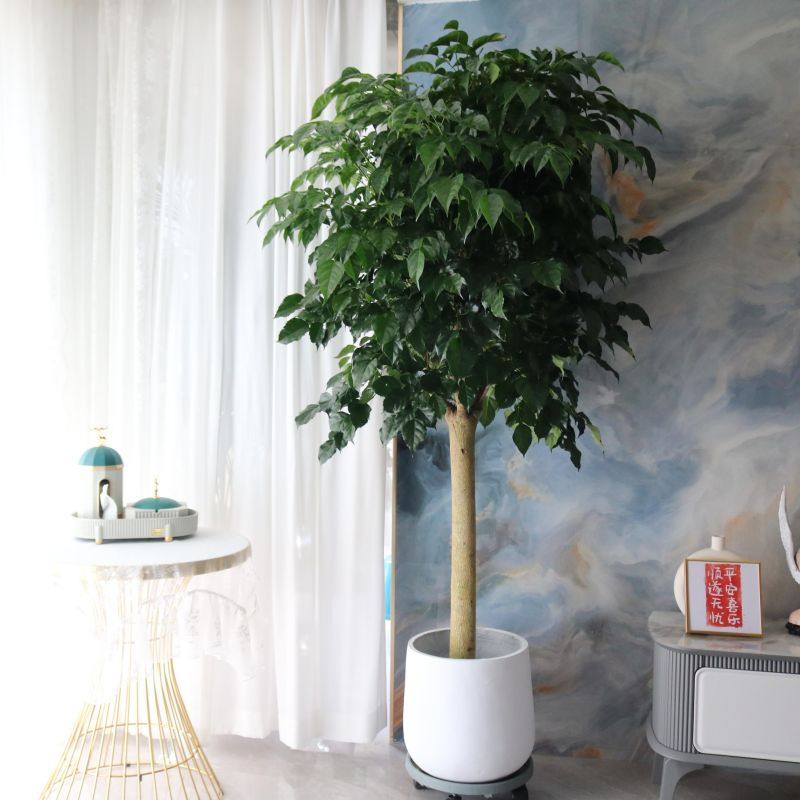 幸福树盆栽大型绿植单杆平安树绿宝室内吸甲醛招财办公室客厅植物