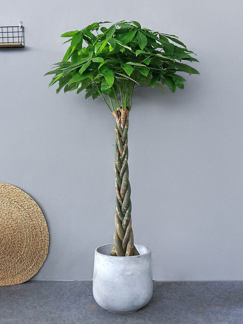 辫子发财树盆栽 包邮麻花盆景绿植常用室内除甲醛乔迁送礼植物