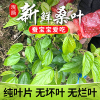 新鲜桑叶蚕宝宝食物农家桑树现摘鲜嫩蚕饲料口粮无污染送养蚕工具