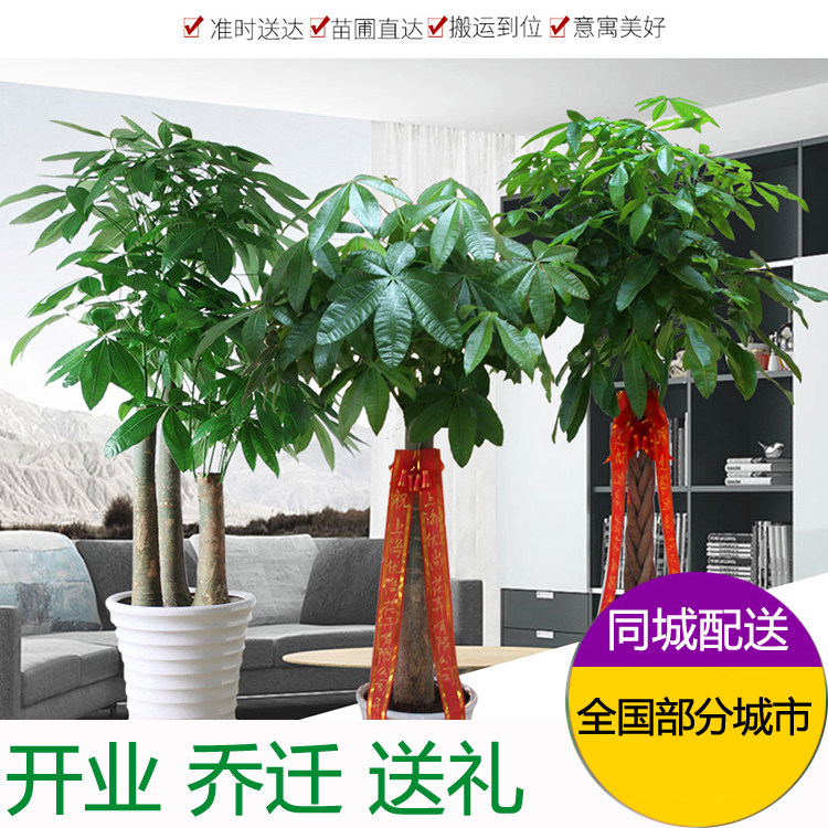 发财树开业大型招财盆栽办公室客厅家里室内真花净化空气植物绿植|ruв категории доставка цветов/цветок моделирования/растения садоводства, цветок/растения в горшках (новый), крупные растения/сочетание горшки готовой продукции - от Buy2taobao.com для оказания профессиональной услуги покупки агента Taobao