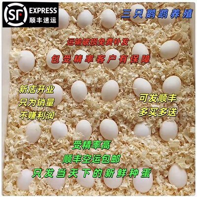 牡丹鹦鹉受精蛋鹦鹉鸟蛋可人工孵化黄化玄凤受精率高种蛋顺丰包邮