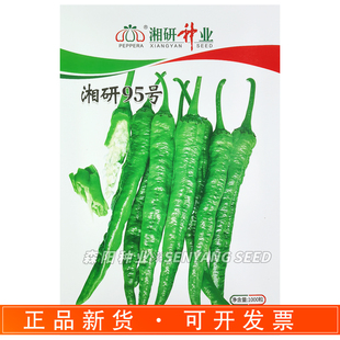 湘研95号辣椒种子中熟丰产高品质长牛角椒微辣青椒红椒尖椒种籽
