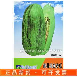 银田南县乌金沙瓜种子早熟脆甜多汁绿皮绿肉本地菜瓜香瓜种籽大田