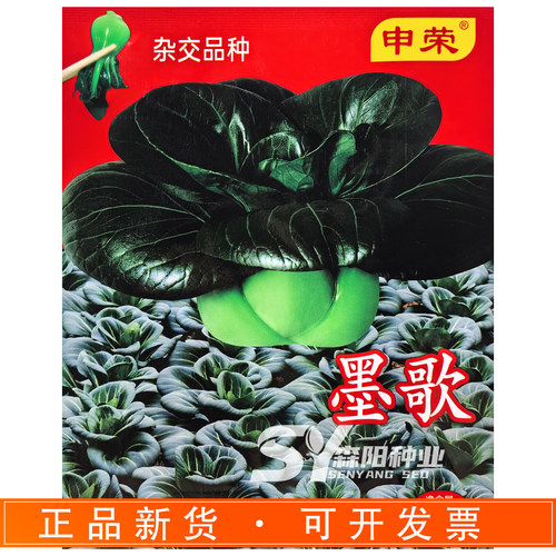 申荣墨歌杂交种青梗菜种子油亮