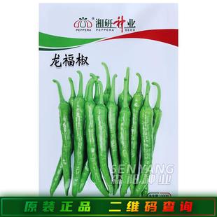 湘研龙福椒辣椒种子早熟香辣小尖椒种籽湘研55号软皮2307辣椒种籽