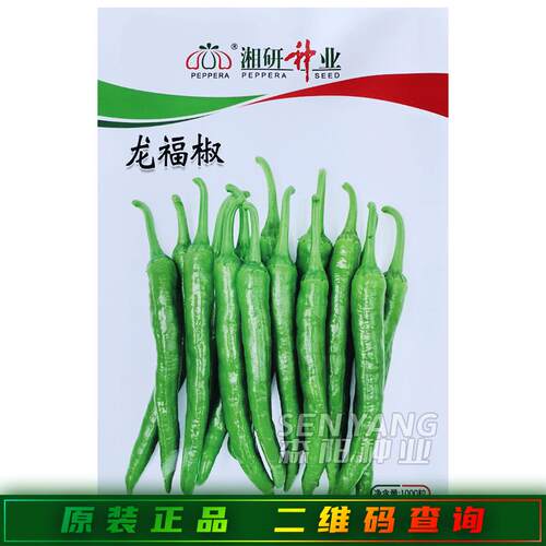 95号中熟长牛角椒青果