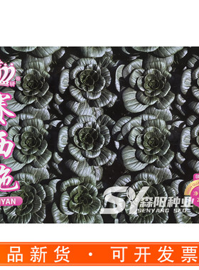 信研赛西施青菜种子耐抽薹深绿