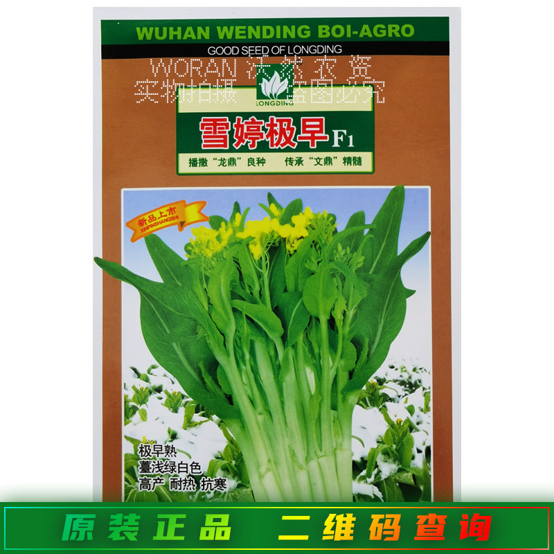 文鼎雪婷极早白菜苔种子早熟定植后25天可采摘绿白色菜心雪婷45