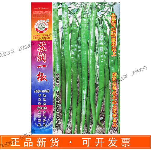苏润一椒辣椒种子超长线椒优质高产早熟抗病采收期长中辣春秋种植