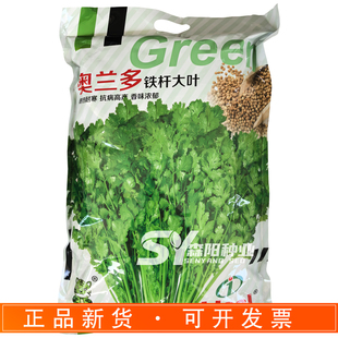 理想奥兰多铁杆大叶香菜种子秋季种植株型直立高产香菜蔬菜种籽