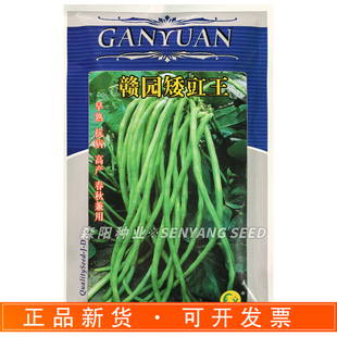 赣园矮豇王豇豆种子肉厚质糯口感好高产无架地豆角豇豆种籽春夏秋