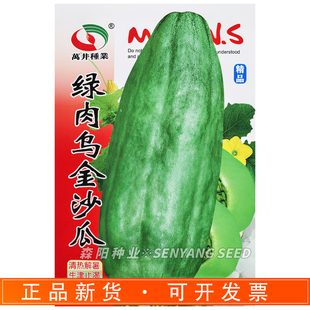 万井绿肉乌金沙瓜种子早熟果肉绿色脆嫩多汁爽口本地香瓜甜瓜种籽