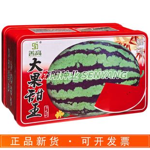 善高大果甜王西瓜种子丰产稳产早熟抗病椭圆花皮红瓤西瓜水果种籽