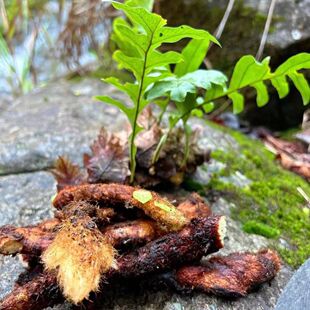 现拍现采广西深山新鲜 高山骨碎补毛姜石岩姜 特价包邮