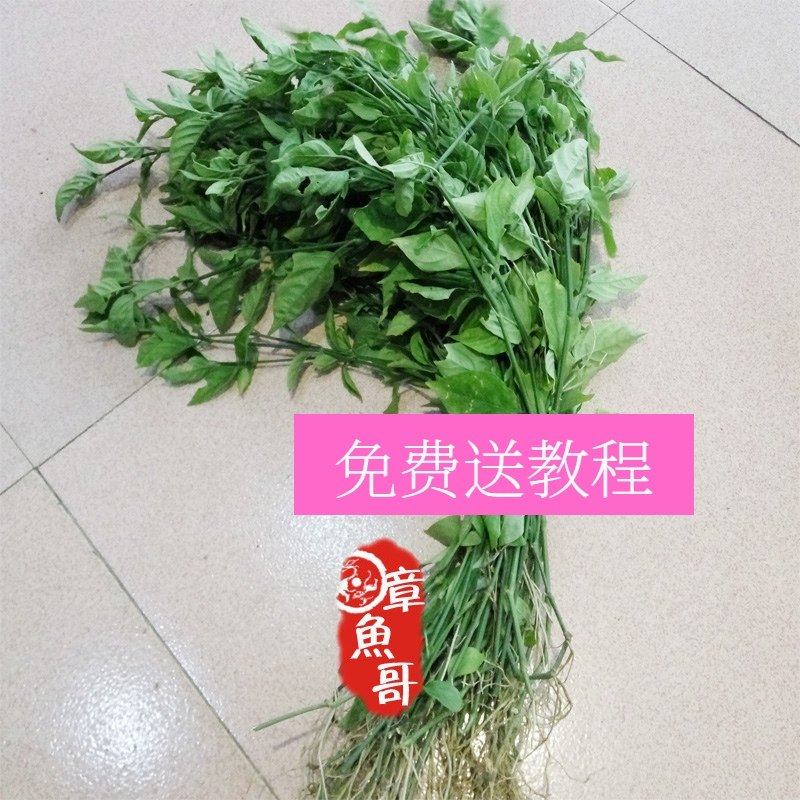 广西五色糯米饭包粽子花糯米饭植物染料五彩米紫蓝草红蓝草紫