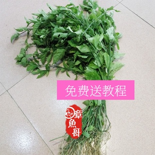 广西五色糯米饭包粽子花糯米饭植物染料五彩米紫蓝草红蓝草紫