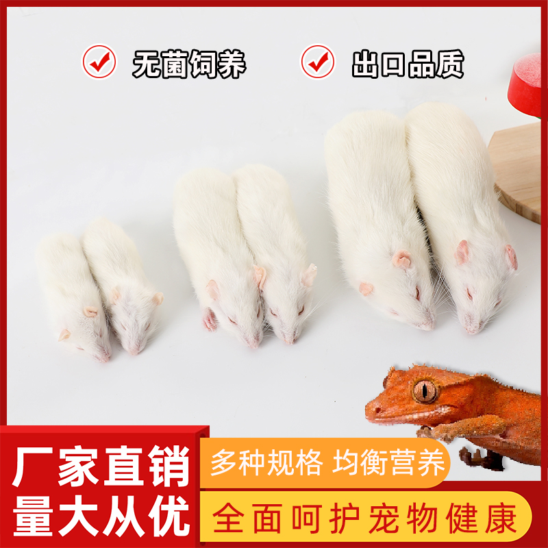 顺丰包邮冷冻无菌大白鼠爬宠饲料